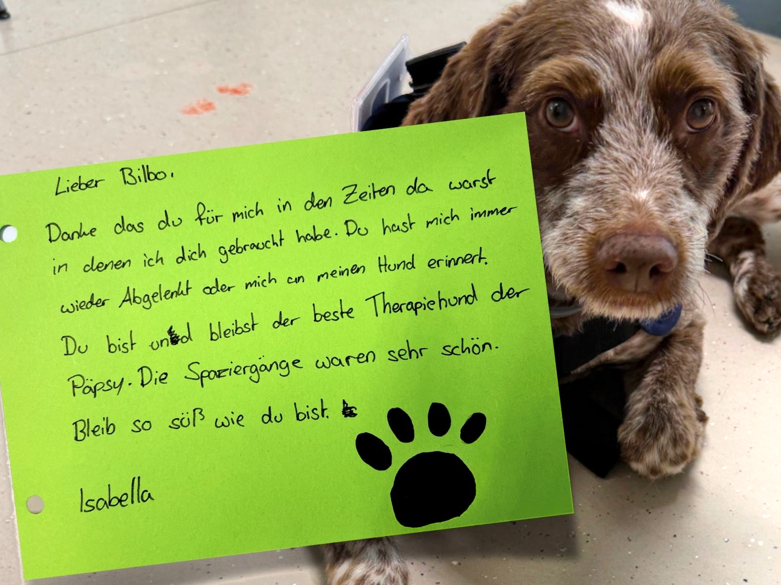 der weiß-braune Therapiehund Bilbo mit dem grünen Abschiedsbrief mit gemalter Hundepfote